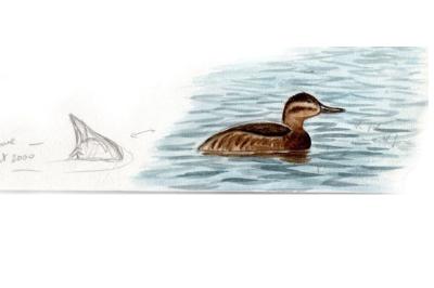 Érismature rousse