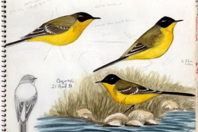 Motacilla flava