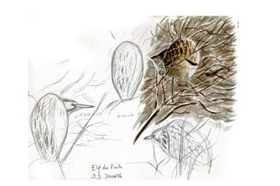 Butor étoilé