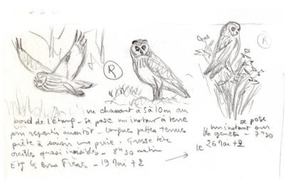Hibou des marais