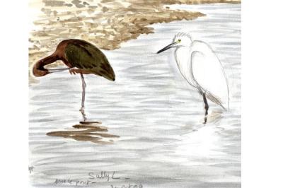 Ibis falcinelle