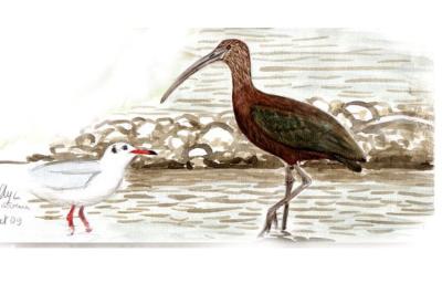 Ibis falcinelle