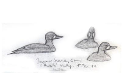 Macreuse brune