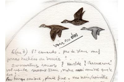 Macreuse noire