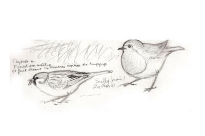Moineau friquet