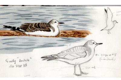 Mouette de Sabine