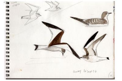 Mouette de Sabine