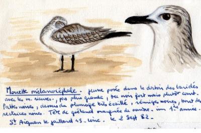 Mouette mélanocéphale