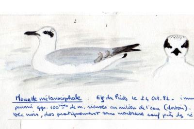 Mouette mélanocéphale