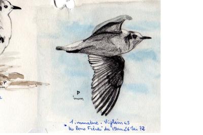 Mouette pygmée