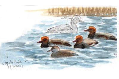 Nette rousse
