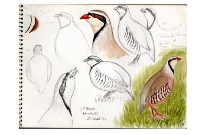 Perdrix chukar