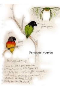 Perroquet jaco