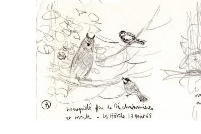 Petit-duc scops