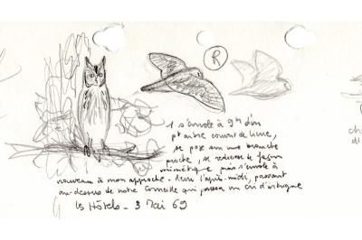 Petit-duc scops