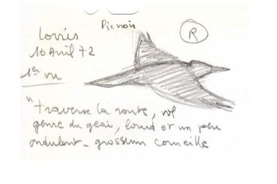 Dryocopus martius