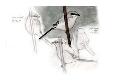 Pie-grièche grise