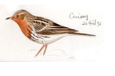 Pipit à gorge rousse