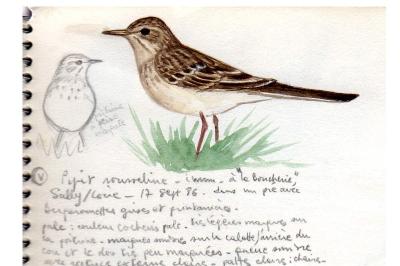 Pipit rousseline