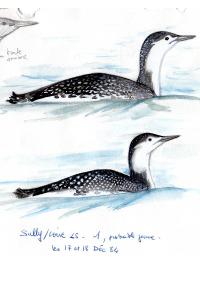Plongeon catmarin