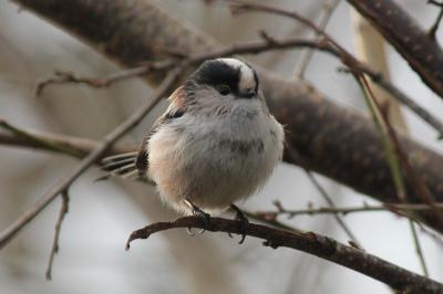 Aegithalidae