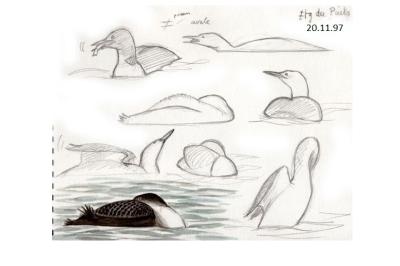 Plongeon imbrin