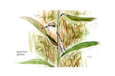 Rémiz penduline