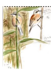 Rémiz penduline