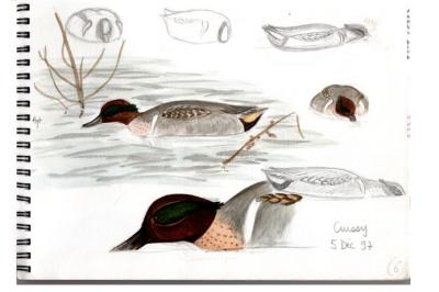 Sarcelle à ailes vertes
