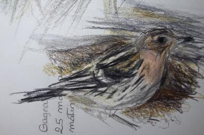 Pipit à gorge rousse