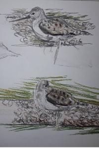 Chevalier stagnatile