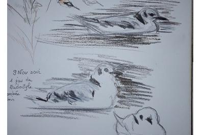 Mouette tridactyle