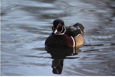 Canard carolin