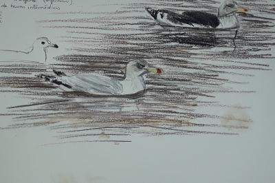 Larus argentatus
