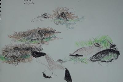 Vanellus gregarius