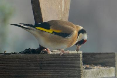 Chardonneret élégant