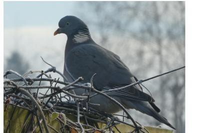Pigeon ramier