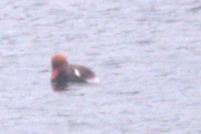 Nette rousse