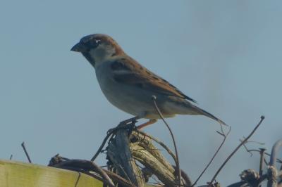 Moineau domestique