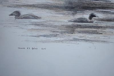 Eider à duvet
