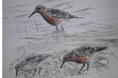 Calidris canutus