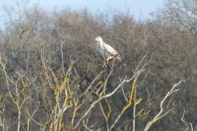Buse variable