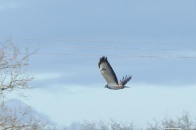 Buse variable