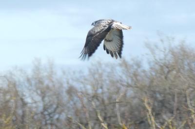 Buse variable