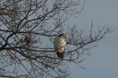 Buse variable