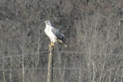 Buse variable