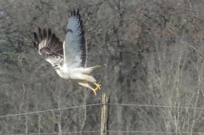 Buse variable
