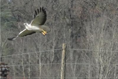 Buse variable