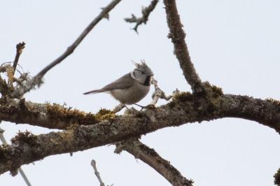 Lophophanes cristatus