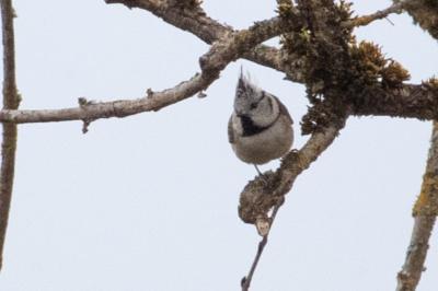 Mésange huppée